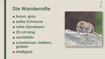 Vorschau - Präsentationen/Tafelbilder - Die Ratte (Präsentation und H5P) - Seite 3