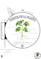 Vista previa - Hojas de trabajo - Flipbook para montar: "Las plantas" - página 2