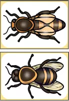 Vorschau - Poster - Bienen Tafelmaterial (Bild- und Wortkarten) - Seite 2