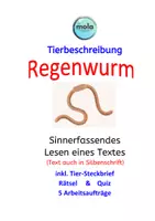 Vorschau - Stundenentwürfe - Tierbeschreibung-5er-Box 10 (Eichhörnchen, Löwe, Panda, Regenwurm, Katze) - Seite 1