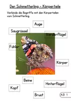 Vorschau - Stundenentwürfe - Schmetterling - Paket (Aussehen, Wachstum, Fressen, Rätsel) - Seite 2
