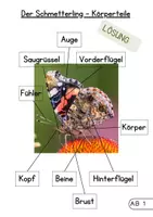 Vorschau - Stundenentwürfe - Schmetterling - Paket (Aussehen, Wachstum, Fressen, Rätsel) - Seite 3
