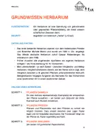 Vorschau - Arbeitsblätter - HERBARIUM+ - BRENNNESSEL - Seite 3