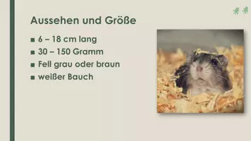 Vorschau - Präsentationen/Tafelbilder - Der Hamster (Präsentation und H5P) - Seite 2