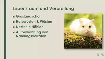 Vorschau - Präsentationen/Tafelbilder - Der Hamster (Präsentation und H5P) - Seite 3