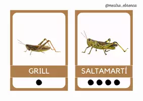Vista previa - Tarjetas / Manipulativos - INSECTES: consciència sil·làbica - página 2