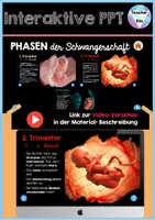 Vorschau - Stundenentwürfe - Sexualität - Pubertät - Fortpflanzung - Der Mensch | Interaktive PowerPoint - Sofort einsetzbar - Fesselnde Animationen & Elemente - Seite 2
