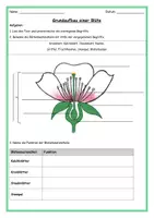 Vorschau - Stundenentwürfe - Grundaufbau einer Blüte - Pflanzen - Seite 2