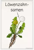 Vorschau - Unterrichtsreihen - Unterrichtsreihe: Vom Löwenzahnsamen zum Fallschirm (Bionik) - 2. Klasse - Seite 3