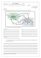 Vorschau - Arbeitsblätter - Test Zellatmung und Fotosynthese MIT LÖSUNG, Gruppen A und B - Seite 2