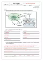 Vorschau - Arbeitsblätter - Test Zellatmung und Fotosynthese MIT LÖSUNG, Gruppen A und B - Seite 3