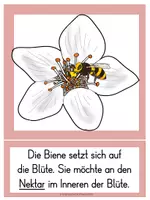 Vorschau - Präsentationen/Tafelbilder - Die Kirsche von der Blüte zur Frucht - Bild-Textkarten - Seite 1