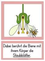 Vorschau - Präsentationen/Tafelbilder - Die Kirsche von der Blüte zur Frucht - Bild-Textkarten - Seite 2