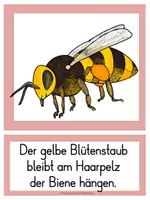 Vorschau - Präsentationen/Tafelbilder - Die Kirsche von der Blüte zur Frucht - Bild-Textkarten - Seite 3