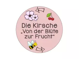Vorschau - Präsentationen/Tafelbilder - Legekreis Kirsche - Von der Blüte zur Frucht - Seite 1