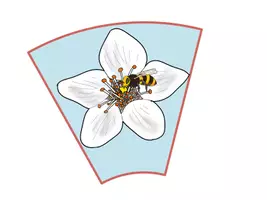 Vorschau - Präsentationen/Tafelbilder - Legekreis Kirsche - Von der Blüte zur Frucht - Seite 2