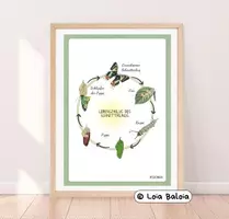 Aperçu - Affichage - Cycle de vie d’un papillon, en allemand - Affiche. - Page de couverture