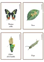 Vista previa - Juegos / Gamificación - CICLO DE LA VIDA DE LA MARIPOSA - TARJETAS MONTESSORI. - página 2