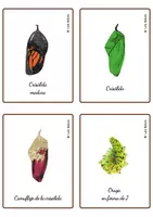 Vista previa - Juegos / Gamificación - CICLO DE LA VIDA DE LA MARIPOSA - TARJETAS MONTESSORI. - página 3