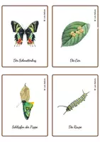 Vista previa - Juegos / Gamificación - CICLO VIDA MARIPOSA EN ALEMÁN - TARJETAS MONTESSORI. - página 2