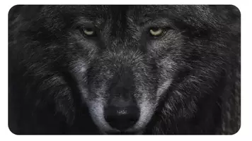 Vorschau - Bildkarten - Der Wolf - Aussehen: Materialpaket für Unterrichtseinheit - Seite 3