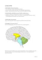 Vorschau - Arbeitsblätter - Anatomie und Physiologie, Nervensystem (5 Lektionen) - Seite 3