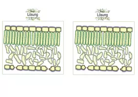 Vorschau - Stundenentwürfe - Funktion und Aufbau Laubblatt, Mikroskopieren, Fotosynthese - Seite 2