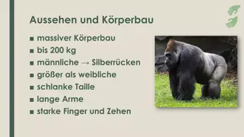 Vorschau - Präsentationen/Tafelbilder - Der Gorilla (Präsentation und H5P) - Seite 1