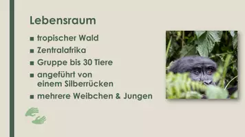 Vorschau - Präsentationen/Tafelbilder - Der Gorilla (Präsentation und H5P) - Seite 2