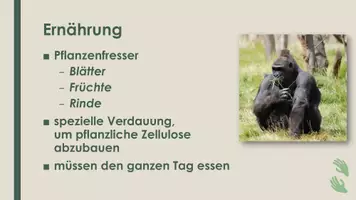 Vorschau - Präsentationen/Tafelbilder - Der Gorilla (Präsentation und H5P) - Seite 3