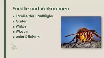 Vorschau - Präsentationen/Tafelbilder - Die Wespe, Hornisse, Hummel (Präsentation und H5P) - Seite 1