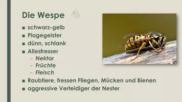 Vorschau - Präsentationen/Tafelbilder - Die Wespe, Hornisse, Hummel (Präsentation und H5P) - Seite 2