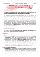 Vorschau - Text - Die Meiose - (Zusammenfassungs-)Text - Seite 1