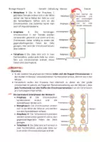 Vorschau - Text - Die Meiose - (Zusammenfassungs-)Text - Seite 2
