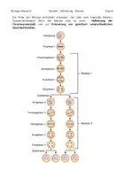 Vorschau - Text - Die Meiose - (Zusammenfassungs-)Text - Seite 3
