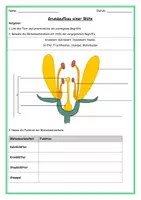 Vorschau - Stundenentwürfe - Grundaufbau einer Blüte - Pflanzen - Deckblatt
