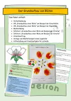 Vorschau - Stundenentwürfe - Grundaufbau einer Blüte - Pflanzen - Seite 1