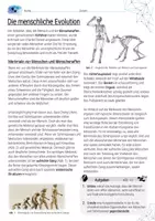 Vorschau - Arbeitsblätter - Die Evolution des Menschen / Evolution - AB mit Lösungen - Seite 1
