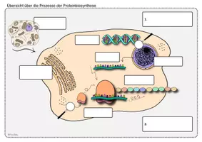 Vorschau - Arbeitsblätter - Arbeitsblatt Bildkarten Genetik Proteinbiosynthese Translation Transkription - Seite 1