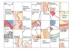 Vorschau - Spiele - das Ohr – Puzzle - Seite 1