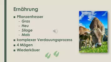 Vorschau - Präsentationen/Tafelbilder - Das Hausrind (Präsentation und H5P) - Seite 3