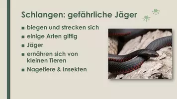 Vorschau - Präsentationen/Tafelbilder - Das Reptil (Präsentation und H5P) - Seite 2