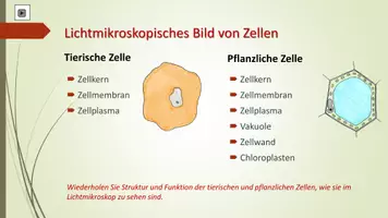 Vorschau - Arbeitsblätter - Feinbau der Zelle zum Selbstlernen - Seite 2
