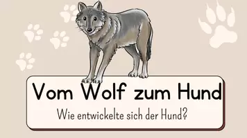 Vorschau - Arbeitsblätter - Vom Wolf zum Hund - Entwicklung und Vergleich - Seite 2