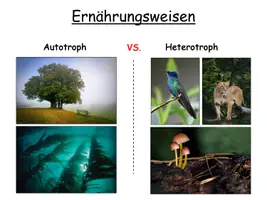 Vorschau - Stundenentwürfe - Autotrophe und Heterotrophe Ernährung / Lebensweise- Gruppenarbeit - Seite 2