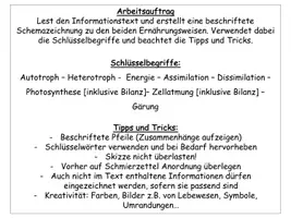 Vorschau - Stundenentwürfe - Autotrophe und Heterotrophe Ernährung / Lebensweise- Gruppenarbeit - Seite 3