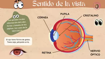 Vista previa - Refuerzo / NEE / Materiales de apoyo - FUNCIÓN DE RELACIÓN - ESQUEMAS VISUALES - página 3