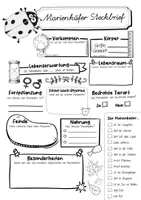 Vorschau - Arbeitsblätter - Steckbrief Marienkäfer - Seite 2