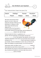 Vorschau - Arbeitsblätter - Arbeitsheft Hühner 2.-4. Klasse - Seite 3