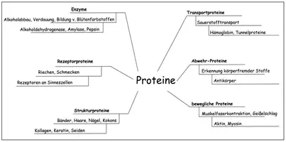 Vorschau - Arbeitsblätter - Funktionen von Proteinen - Arbeitsblatt mit MindMap - Seite 3